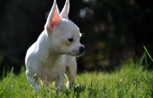 Green, white, grass, dog, blur, little