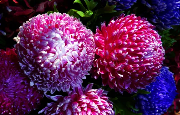 Picture macro, light, chrysanthemum, chrysanthemums
