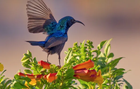 Picture leaves, branches, nature, bird, flowers, the Sunbird, Evgeny Shvartsman