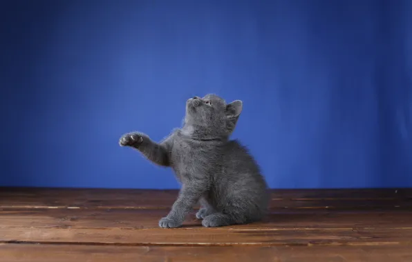 Pose, kitty, sitting, blue background, British