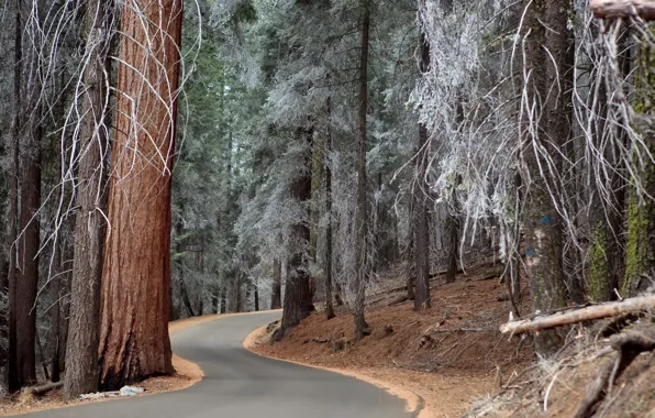 Frost, road, forest, trees