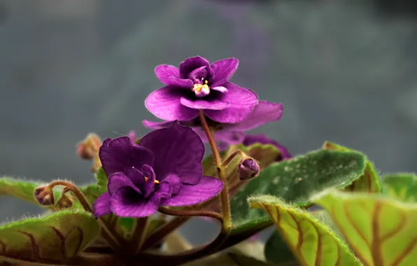 Picture purple, leaves, flowers, buds, violet