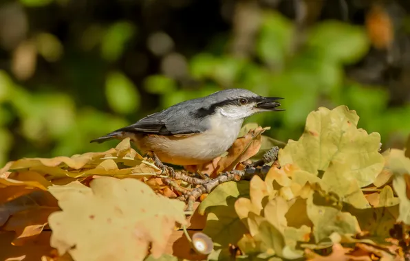 Autumn, birds, nature, nuthatch, photohunt