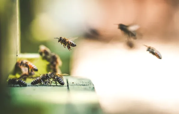 Macro, bees, blurred background