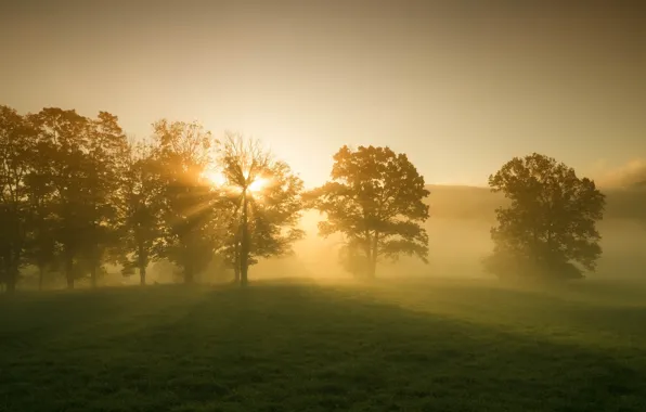 Greens, grass, leaves, the sun, rays, trees, landscape, nature