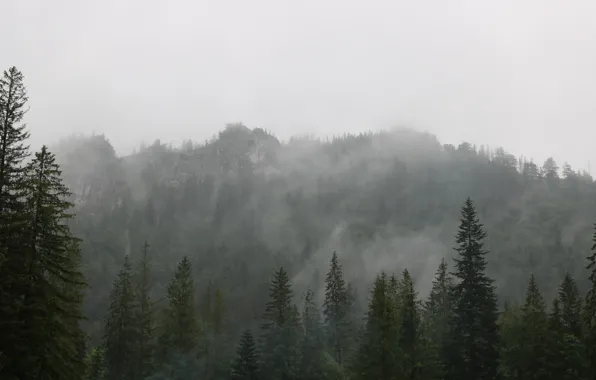 Forest, trees, nature, fog