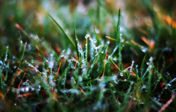 Picture grass, drops, macro, Rosa, a blade of grass