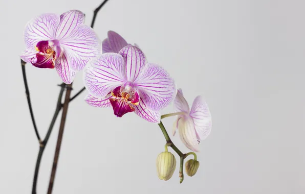 Macro, flowers, Wallpaper, Flower, white background, Orchid, Phalaenopsis