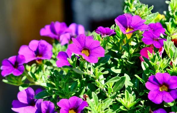Greens, light, flowers, bright, garden, pink, flowerbed, lilac