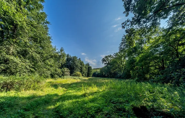 Greens, The sky, Meadow