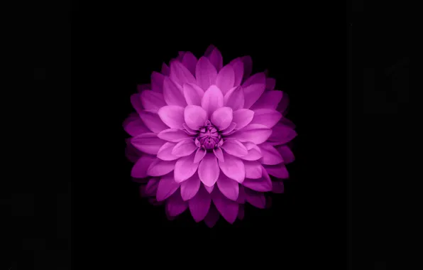 Flower, Apple, petals, fioletowy, background black, iOS 8