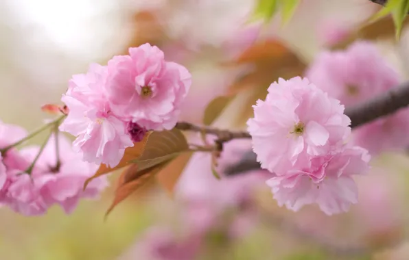 Picture leaves, flowers, nature, sprig, tree, tenderness, branch, spring