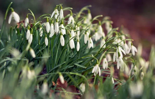 Forest, white, spring, snowdrops