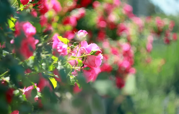 Flowers, rose, Bush, tea