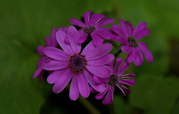Flowers, purple, flowers, purple