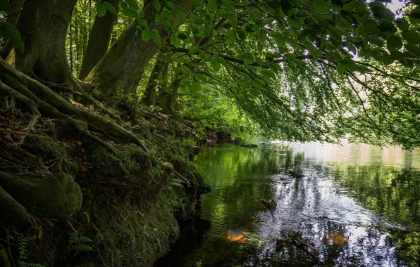 Picture trees, landscape, river