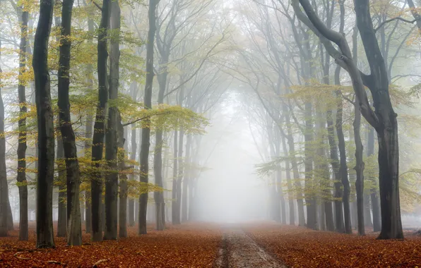 Picture road, autumn, trees, fog