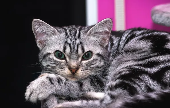 Cat, cat, look, pose, kitty, background, portrait, paws