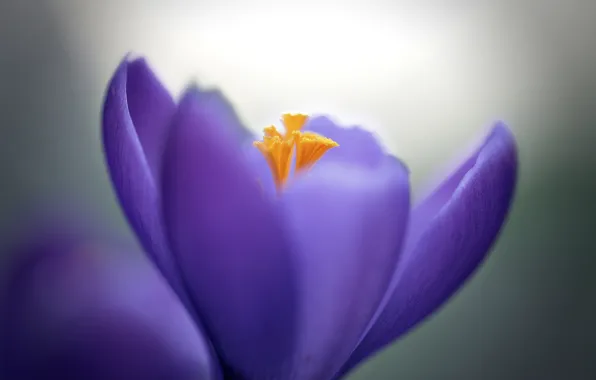 Macro, flowers, petals, crocuses, lilac