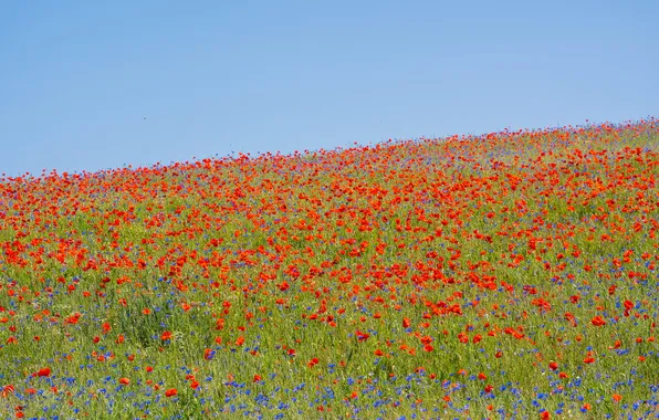 Field, summer, landscape, flowers, nature, Maki, meadow, red