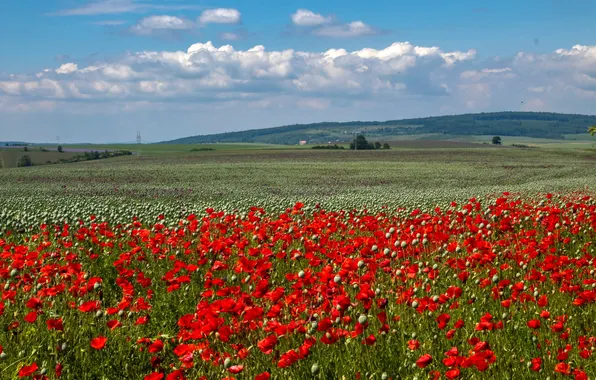 Field, summer, the sky, clouds, flowers, blue, hills, Maki