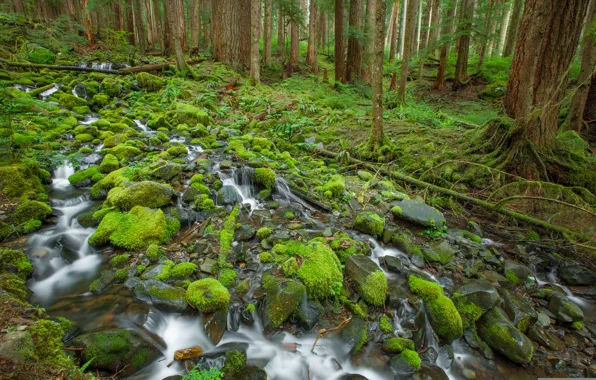Picture forest, trees, stream, stones, moss, Olympic National Park