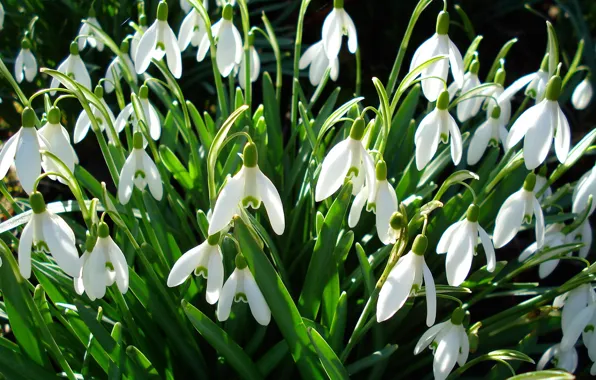 Picture greens, spring, snowdrops