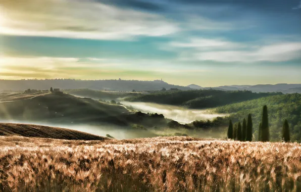 Picture field, nature, fog, morning