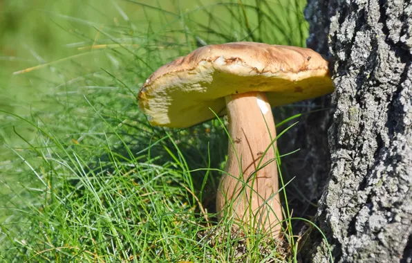 Summer, nature, mushrooms