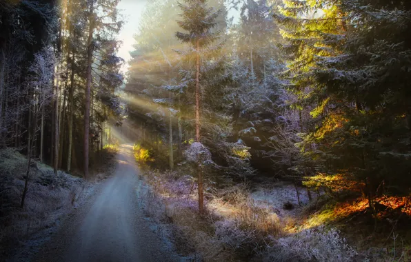 Picture winter, frost, road, forest, the sun, rays, light, trees
