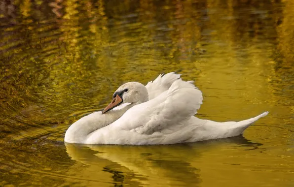 White, water, reflection, bird, ruffle, Swan, pond, swimming