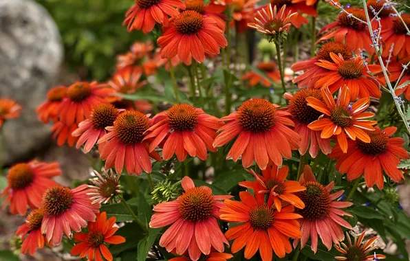 Flowers, garden, red, a lot, rudbeckia