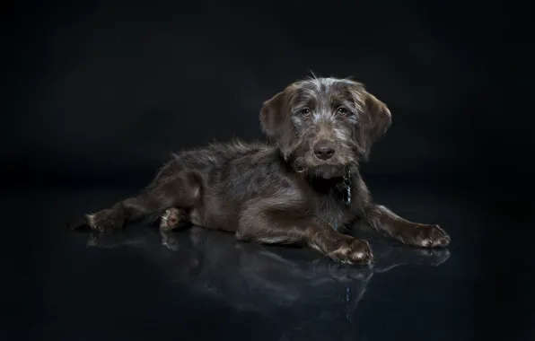Background, each, dog