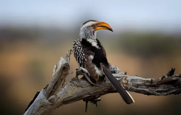 Kruger National Park, Southern Yellow-billed Hornbill, Wild South Africa