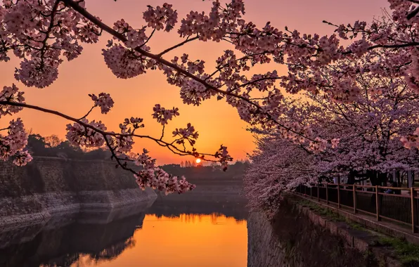 Sunset, spring, Japan, Sakura