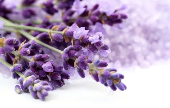 Picture macro, blur, white background, lavender