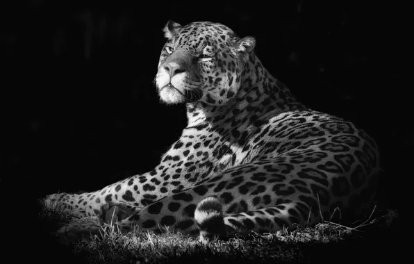 Cat, background, wool, spot, Jaguar