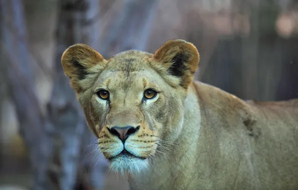 Look, predator, Leo, lioness