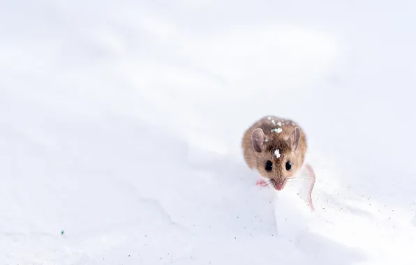 Picture nature, background, mouse