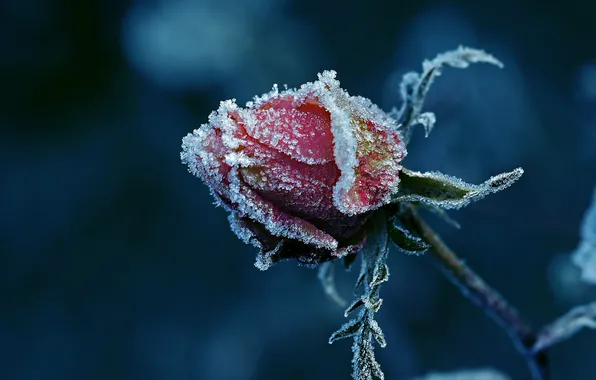 Frost, rose, Bud, littl3fairy, so cold