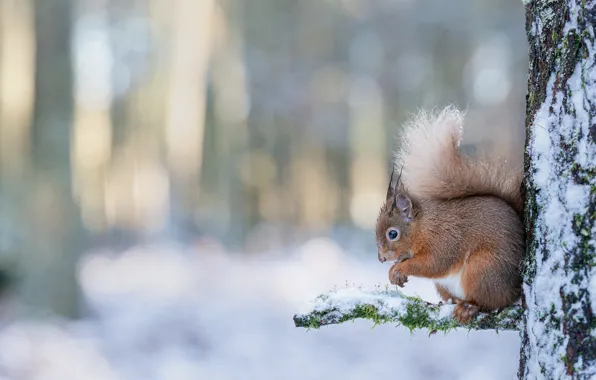 Winter, forest, look, snow, nature, pose, tree, branch