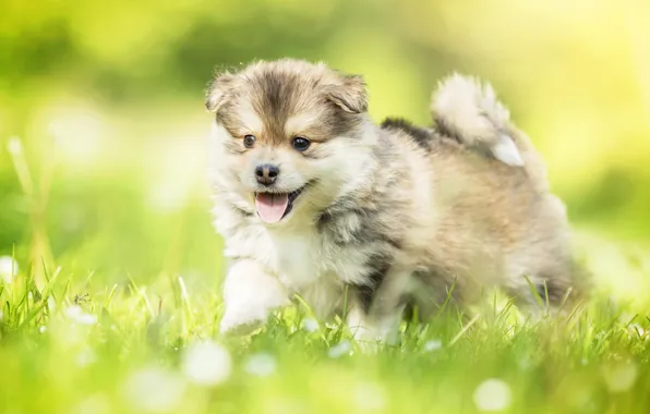 Grass, dog, baby, puppy, bokeh, Finnish lapphund