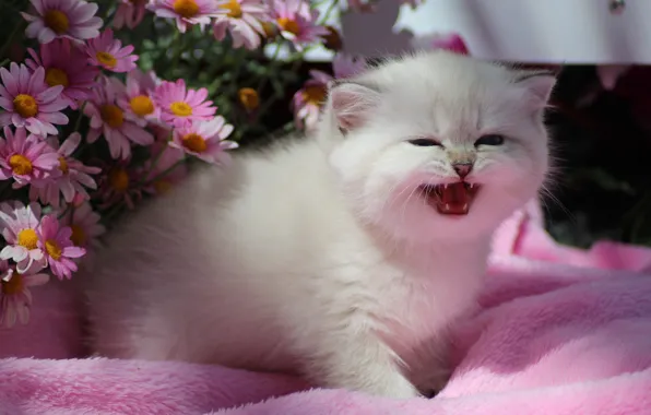Cat, white, look, light, flowers, pose, kitty, pink