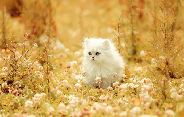 Cat, look, pose, kitty, face