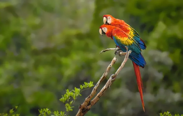 Birds, parrots, a couple, Red macaw