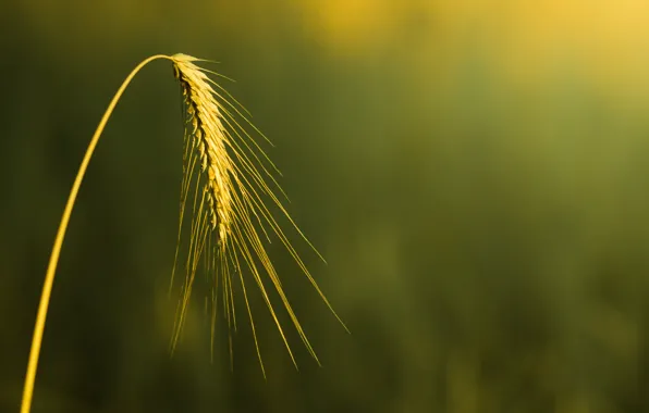 Picture wheat, field, macro, background, widescreen, Wallpaper, rye, blur