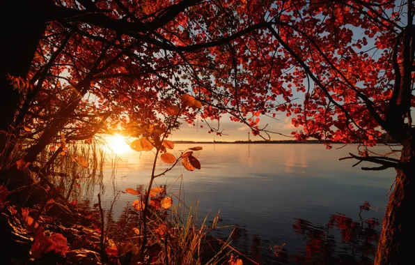 Autumn, the sun, trees, river, sunrise, foliage