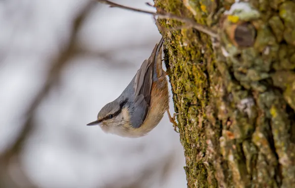 Birds, nuthatch, photo hunting