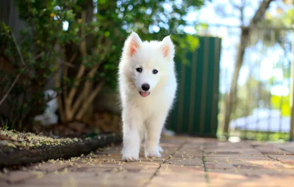 Picture each, dog, Samoyed Puppy