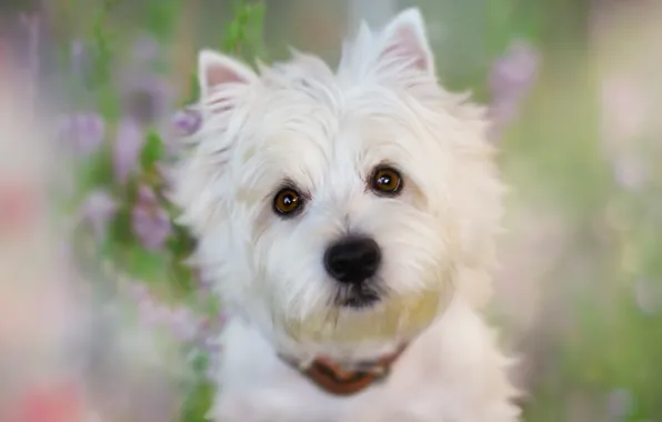 Background, face, dog